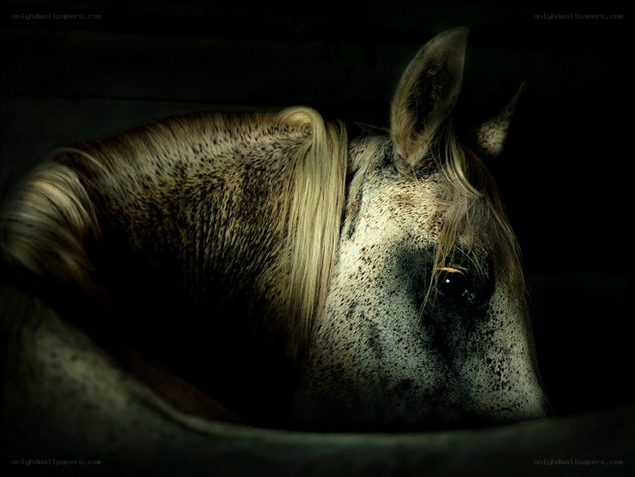 horse in dim light