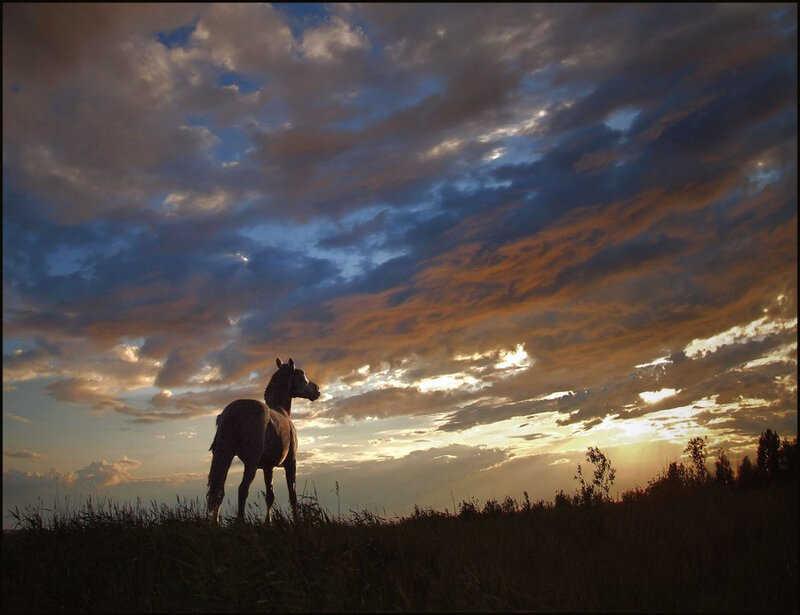 Horse in Field