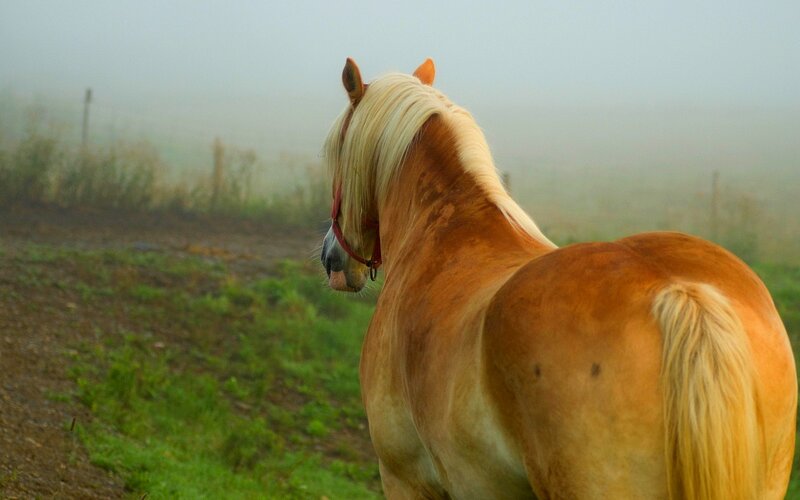 Horse in Foggy Field — Brown