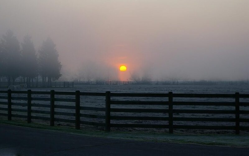 Horse in Foggy Field — Gray