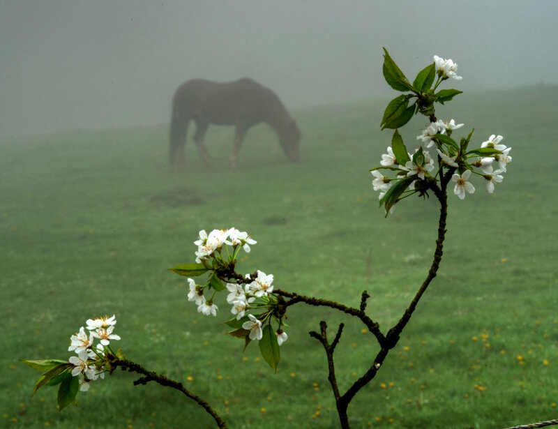 Horse in Foggy Field — Green