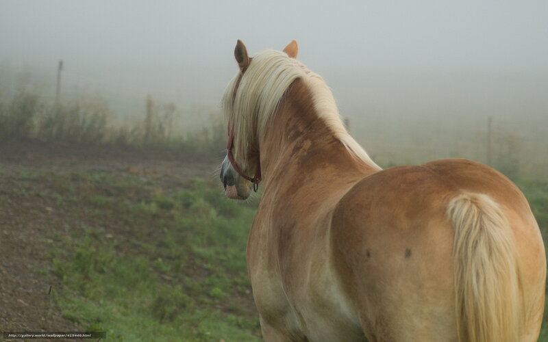 horse in foggy field