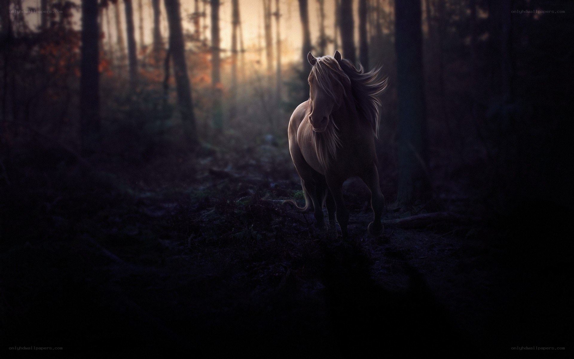 horse in forest at sunset