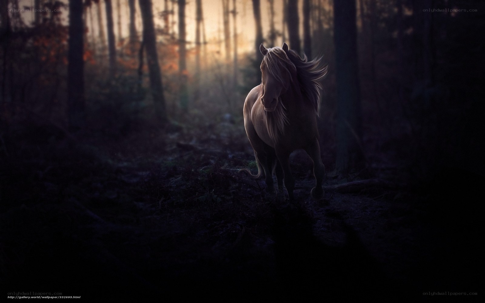 horse in forest at sunset
