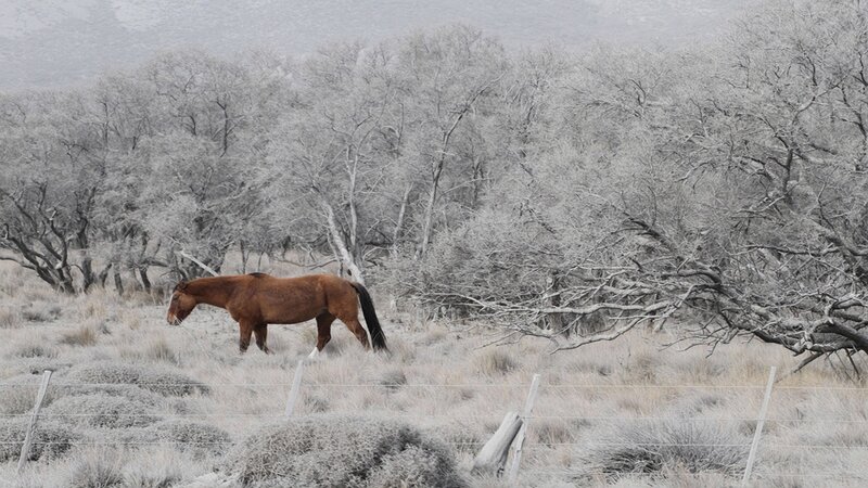 horse in frosty landscape