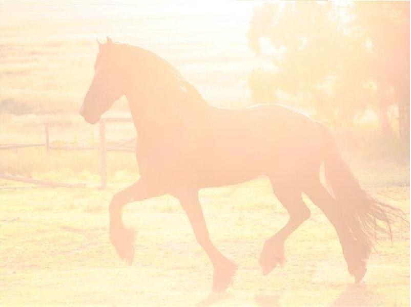 horse in golden light