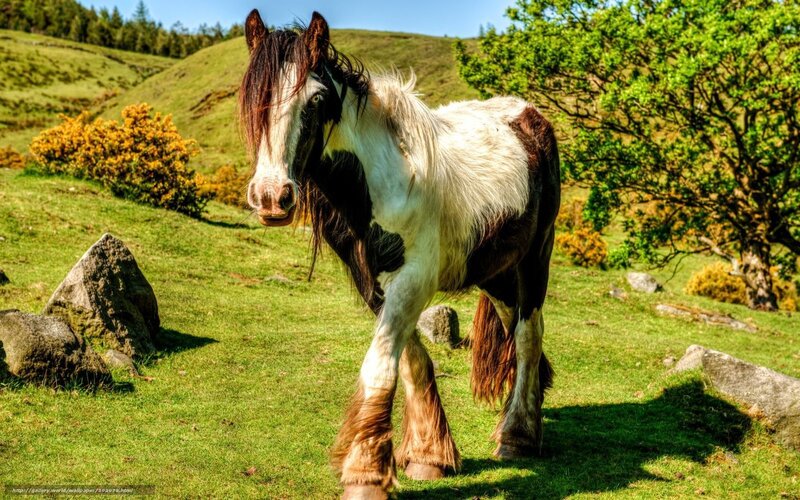 horse in green field