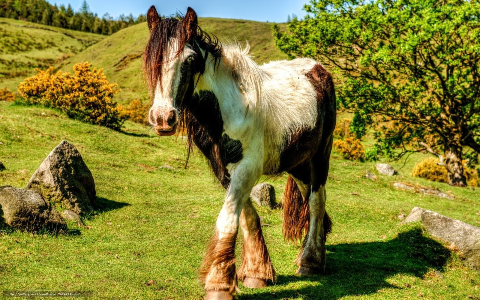 horse in green field