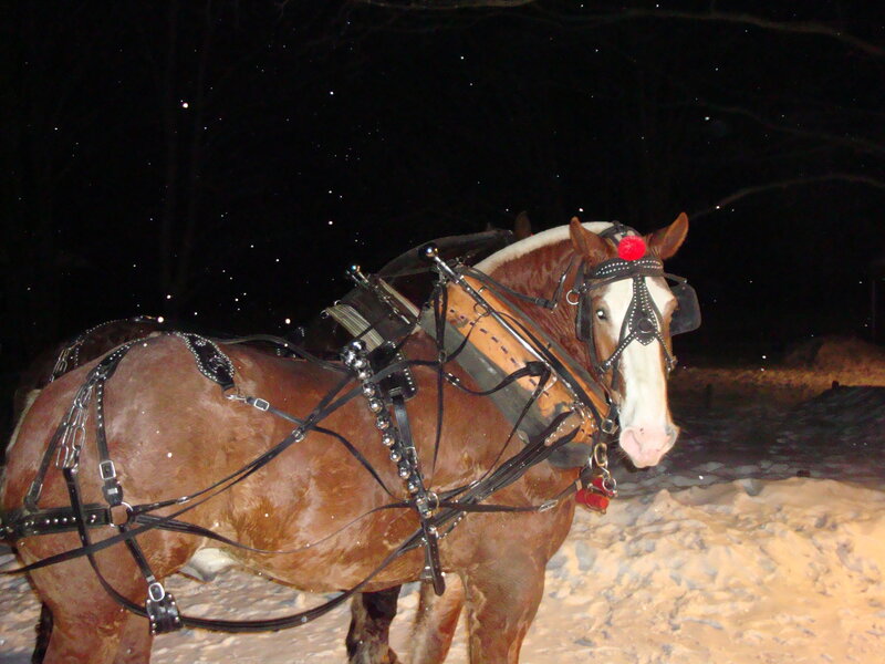 Horse in harness at night