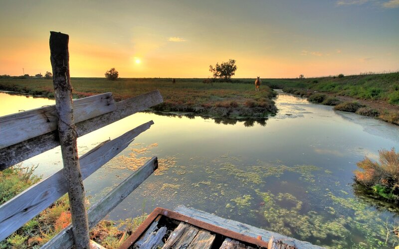 Horse in Marshland
