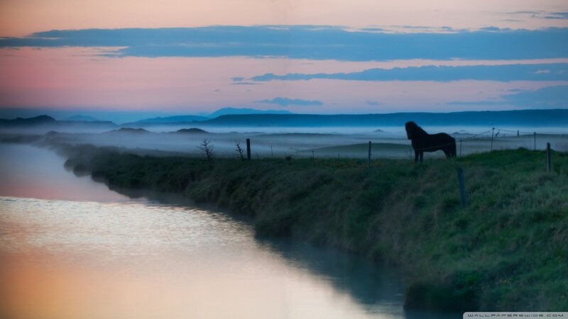 Horse in Misty Field — Blue