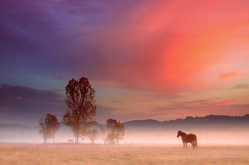 Horse in Misty Field — Purple