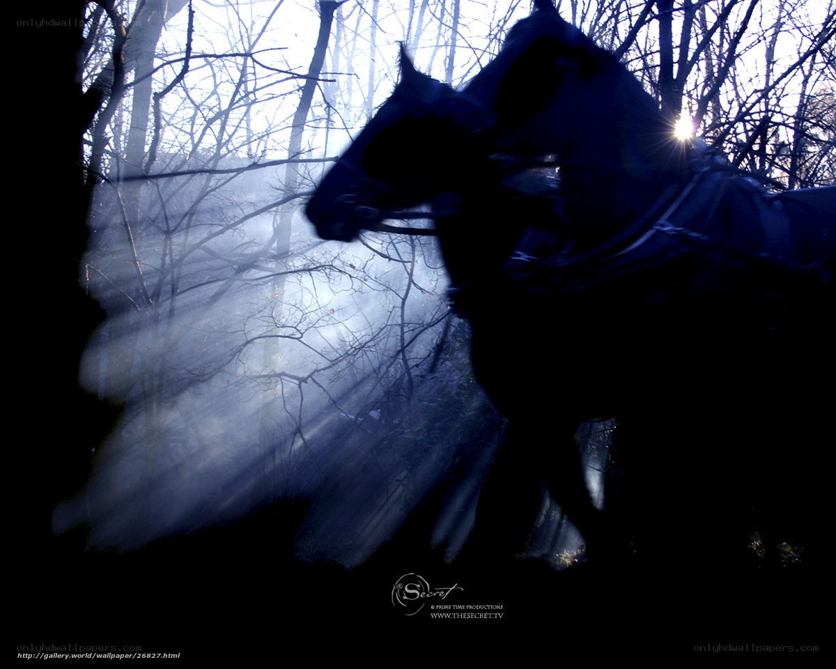 Horse in misty forest