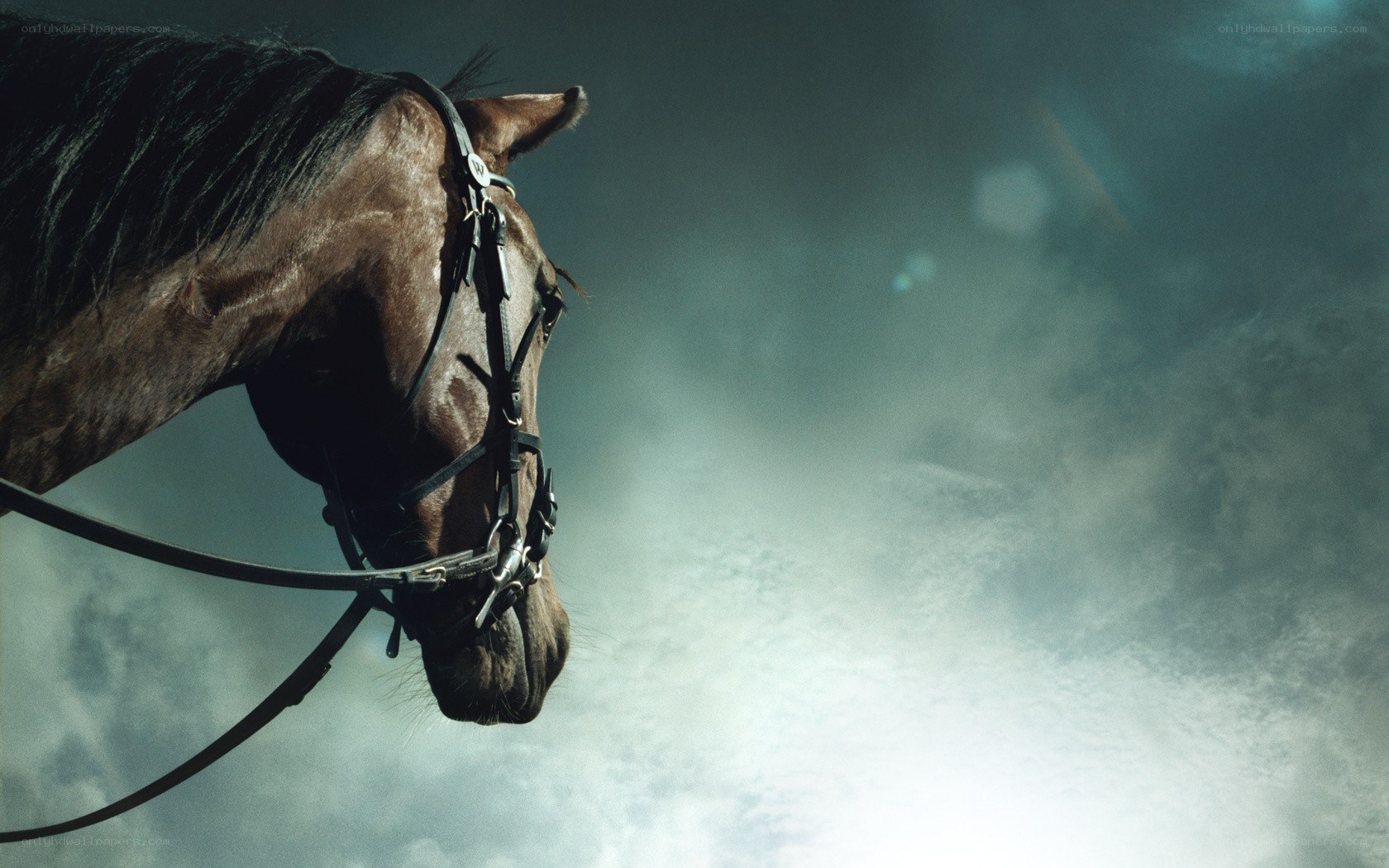 horse in misty light