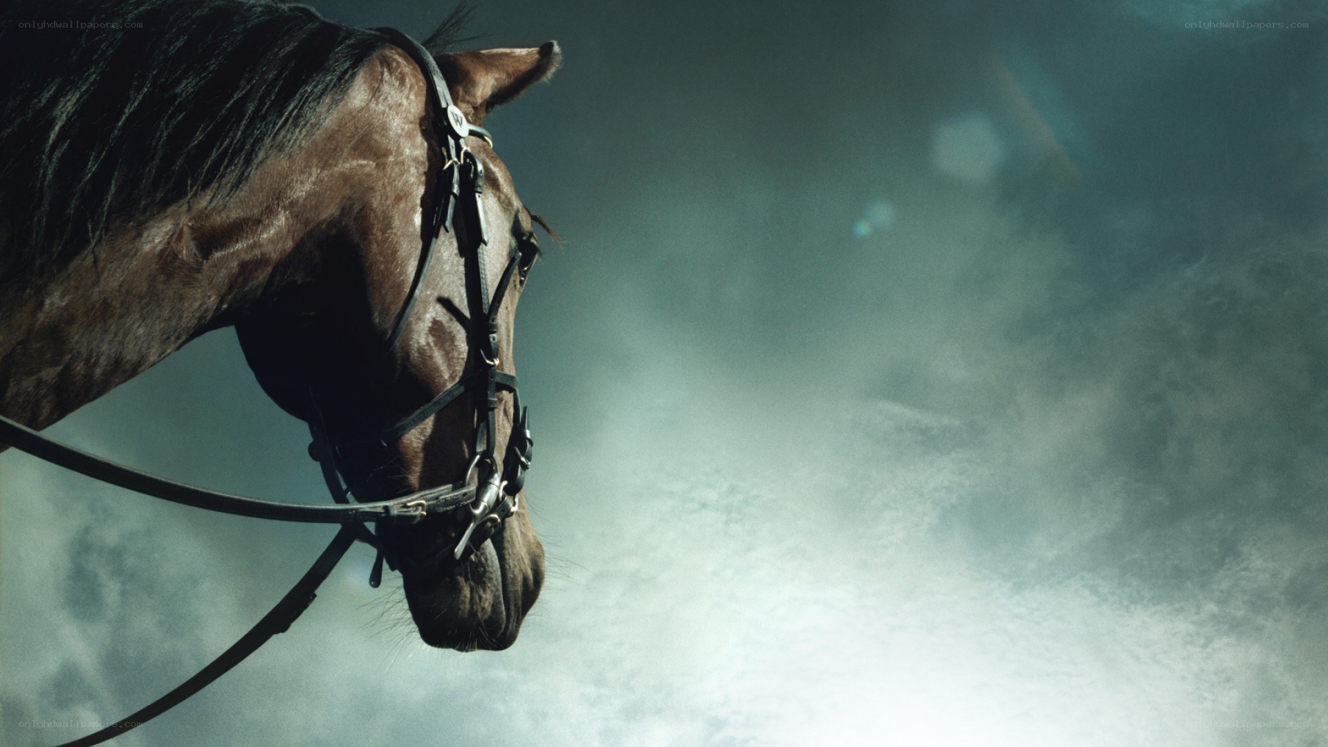 horse in misty light