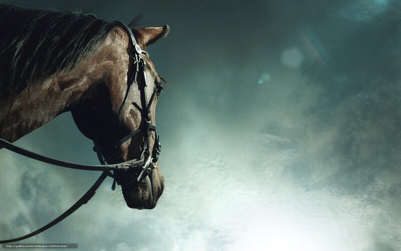 horse in misty light