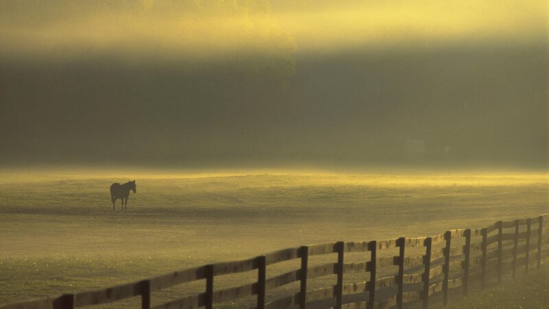 Horse in morning mist