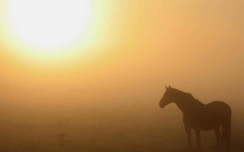 Horse in morning mist