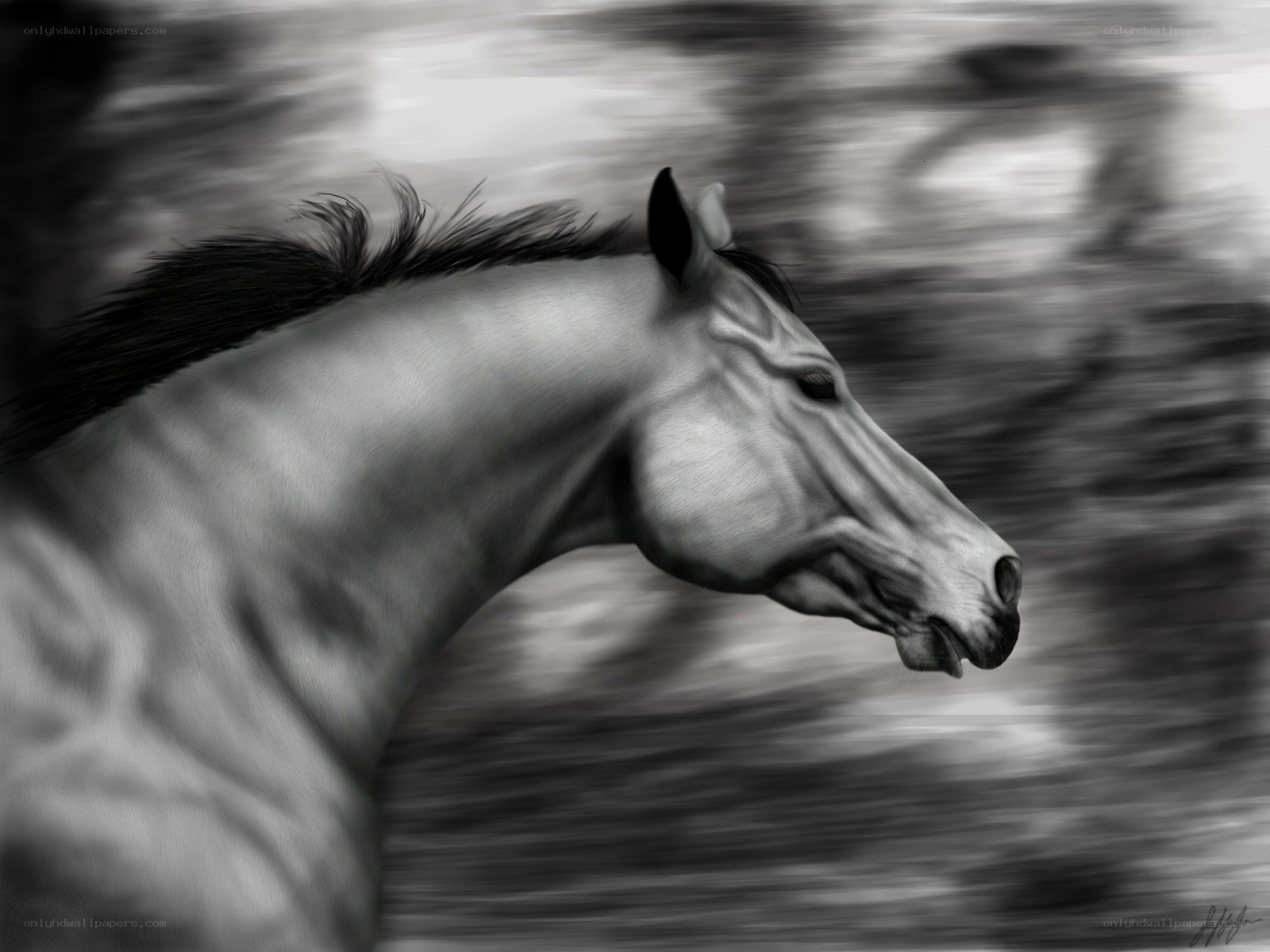horse in motion