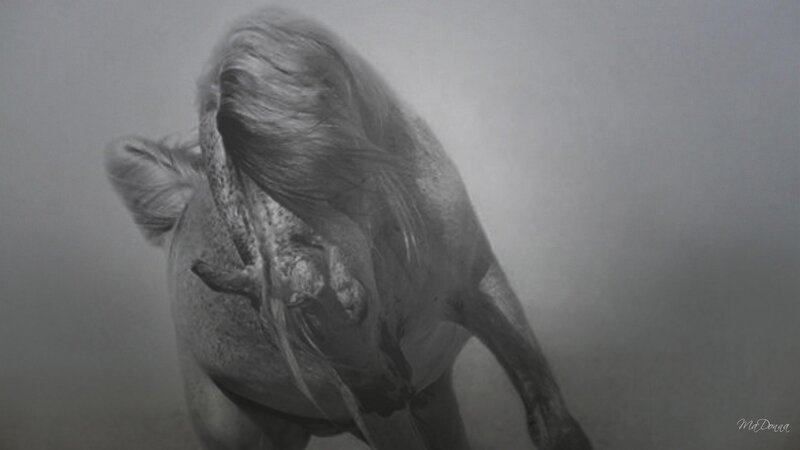 Horse in Motion — Gray