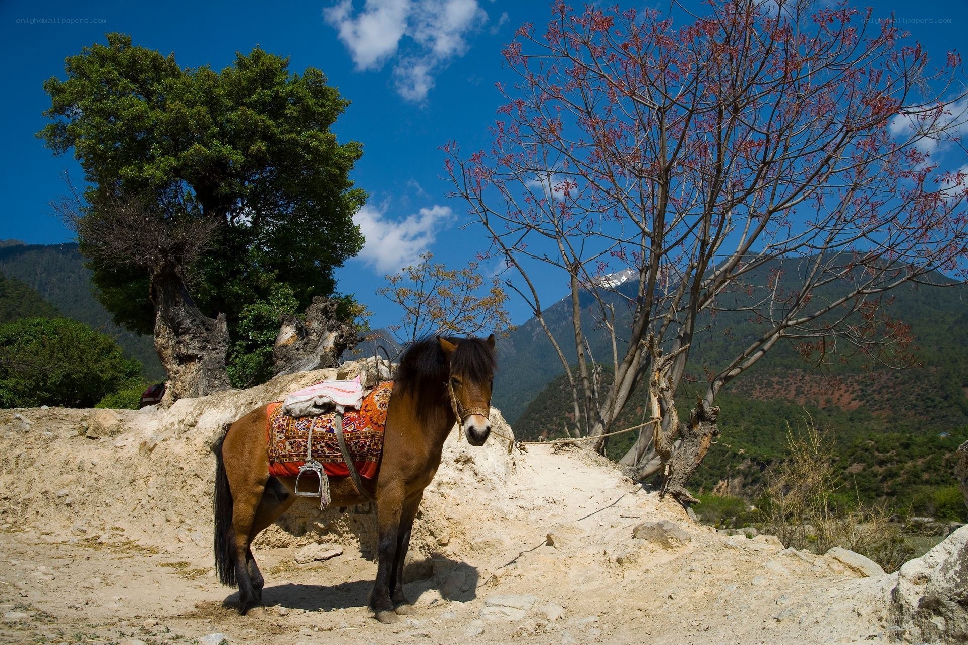 Horse in mountain landscape