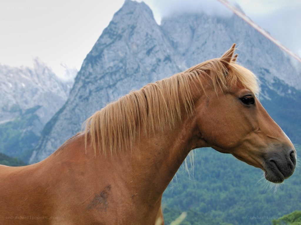 horse in mountain landscape