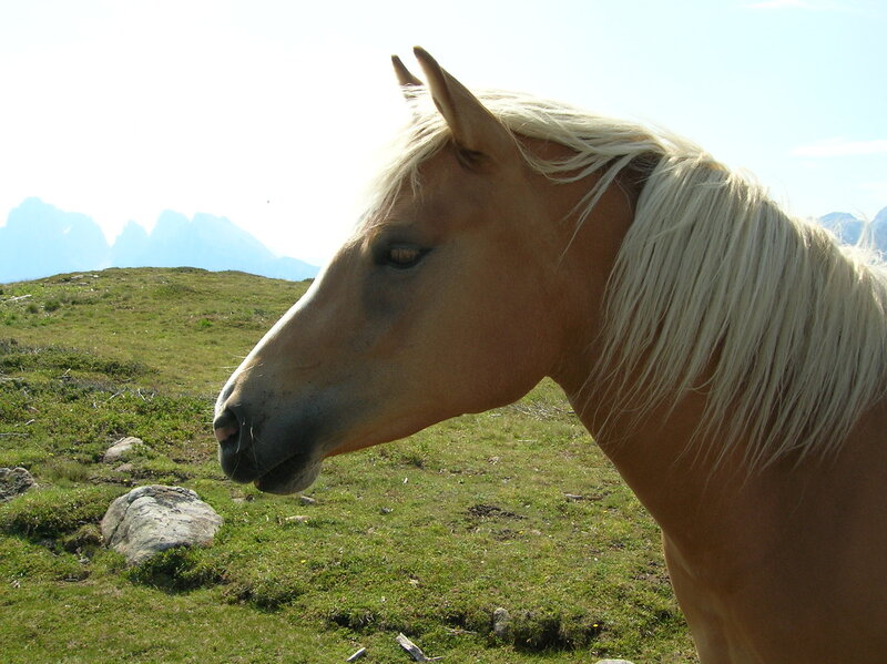 horse in mountain landscape