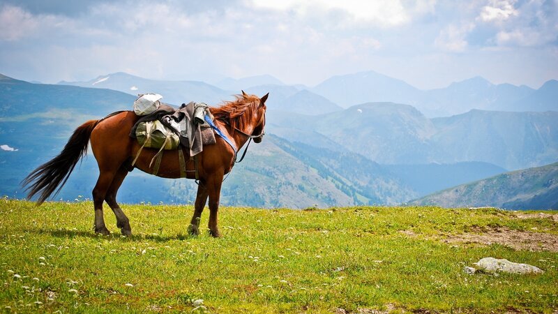 Horse in mountain landscape