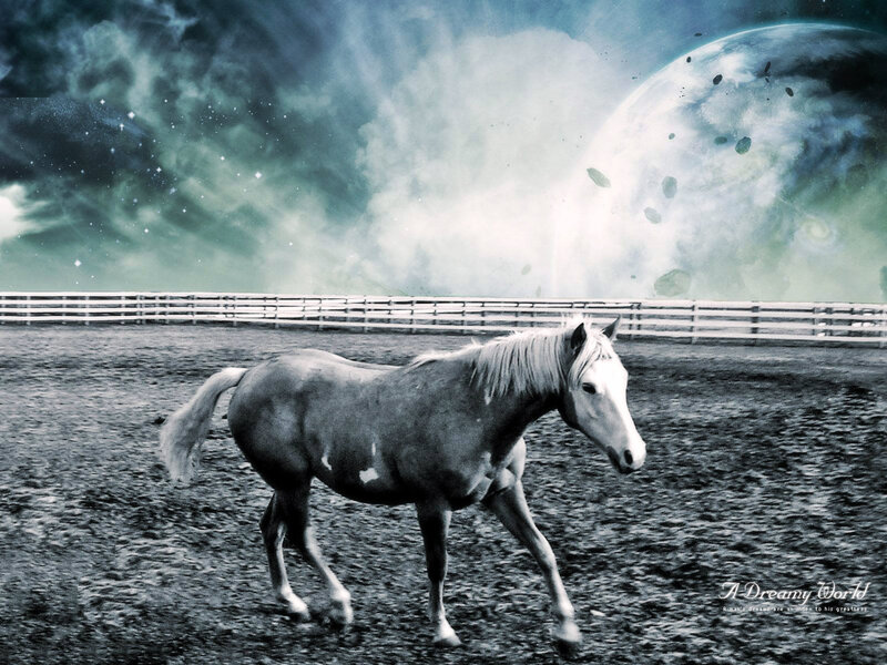 Horse in Paddock