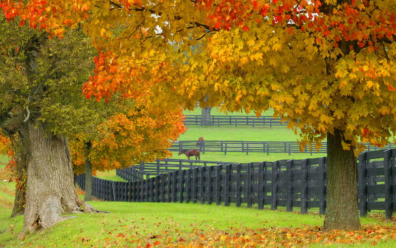 Horse in Pasture — Green, Serene