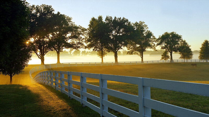 Horse in Pasture — Green