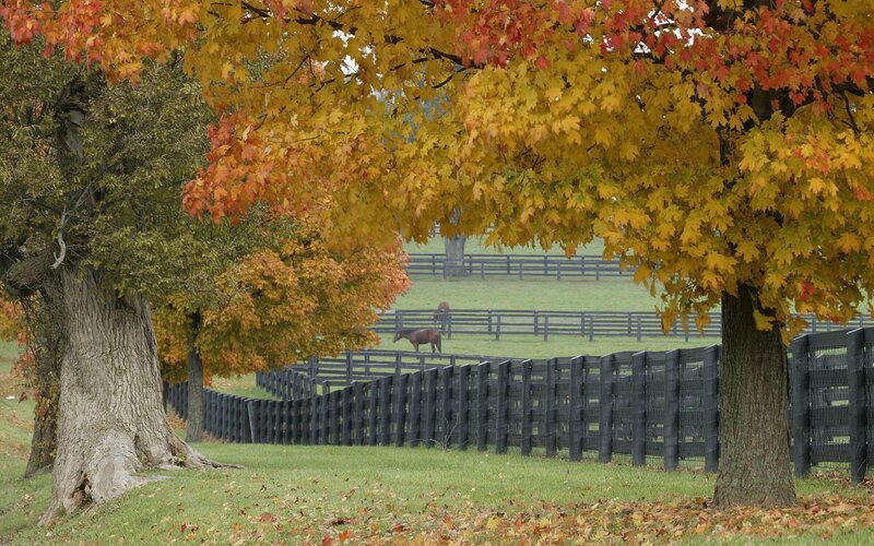 Horse in Pasture — Yellow