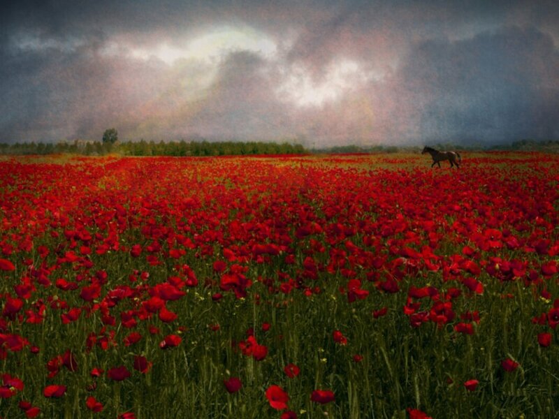 Horse in Poppy Field