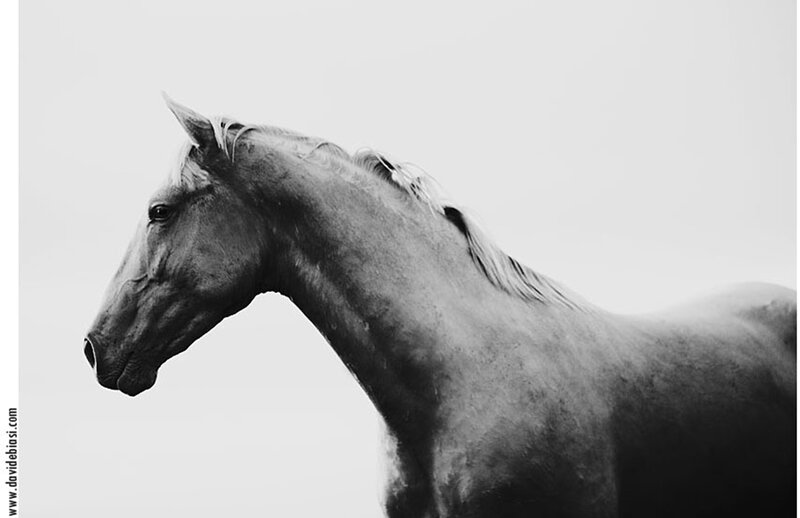 Horse in Profile