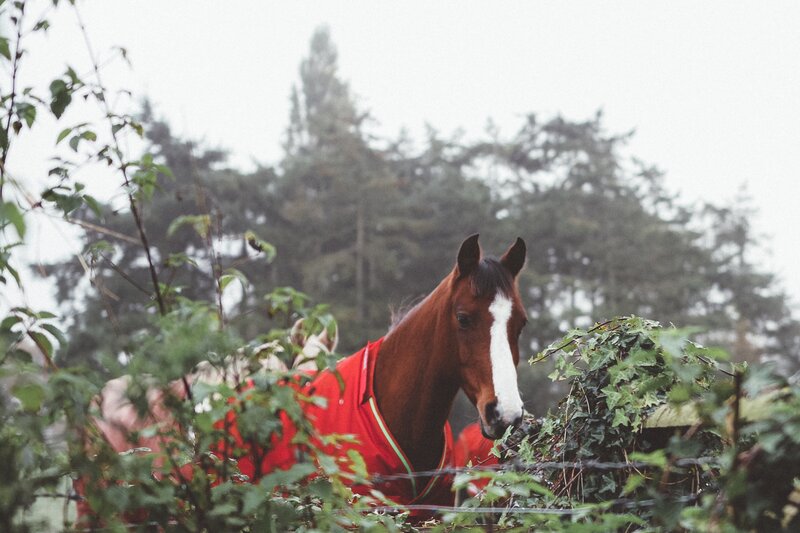 horse in red blanket