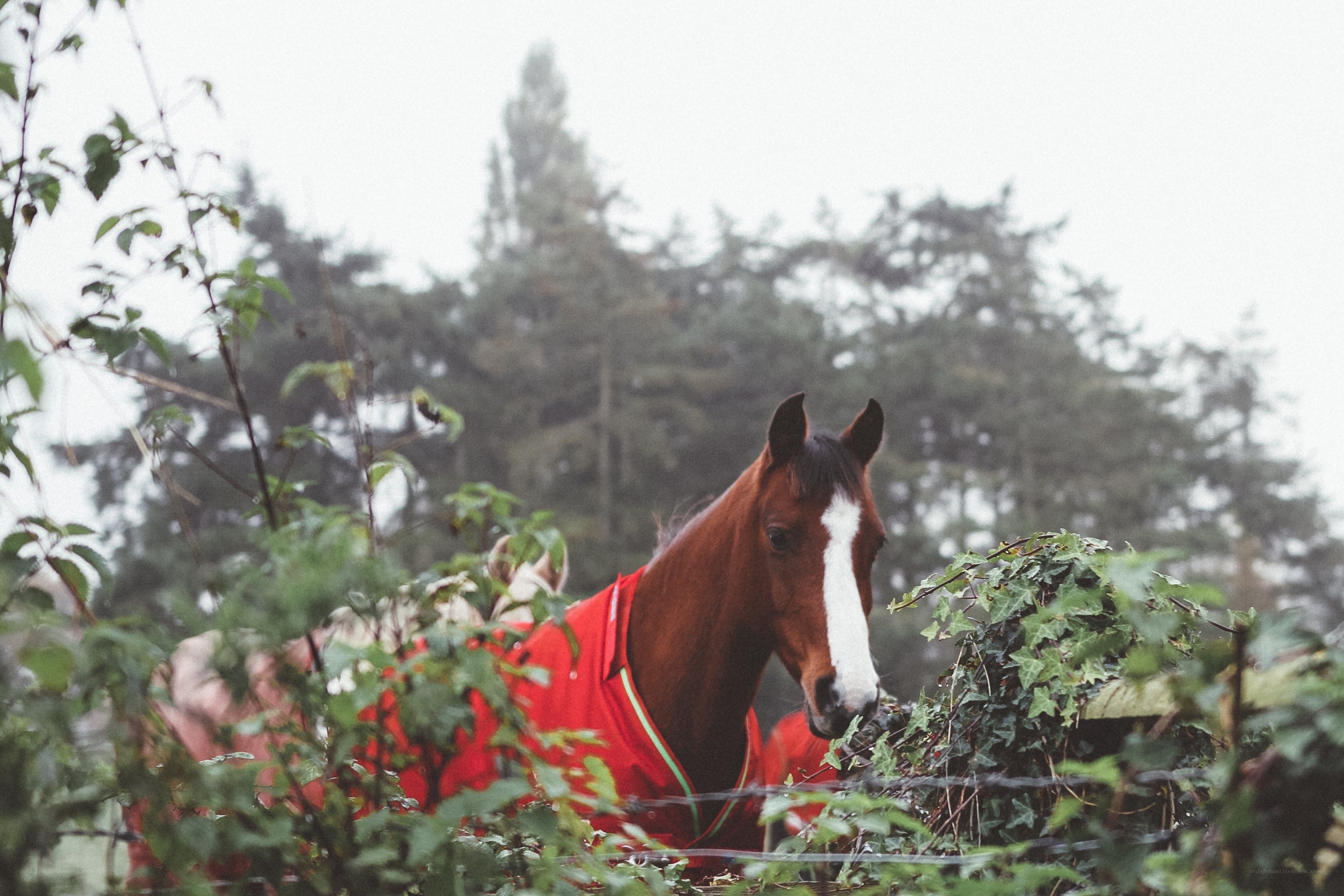 horse in red blanket