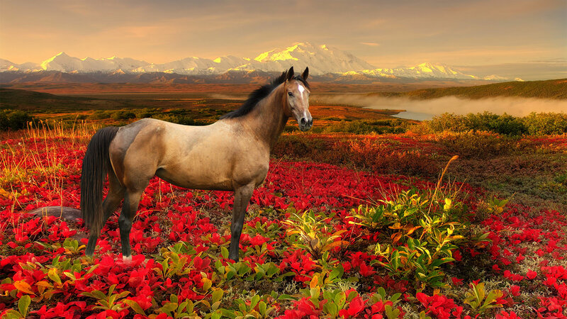 Horse in Red Field