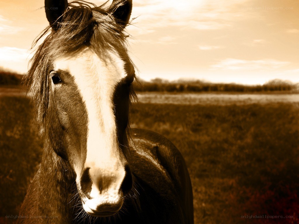 horse in sepia field