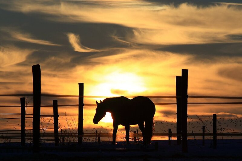 Horse in Silhouette