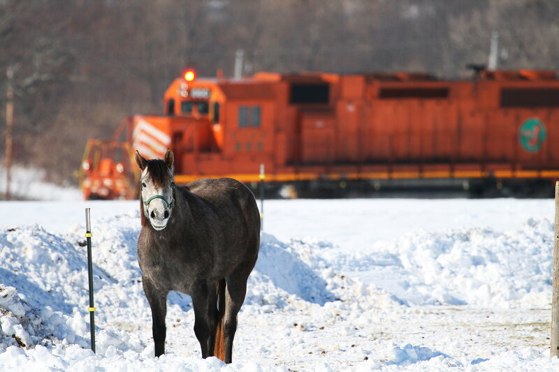 horse in snow near train