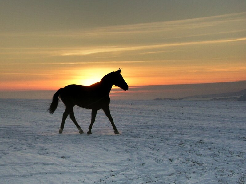 Horse in Snow