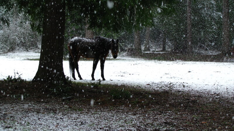 Horse in Snow — White, Calm