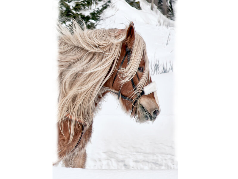 Horse in Snow — White