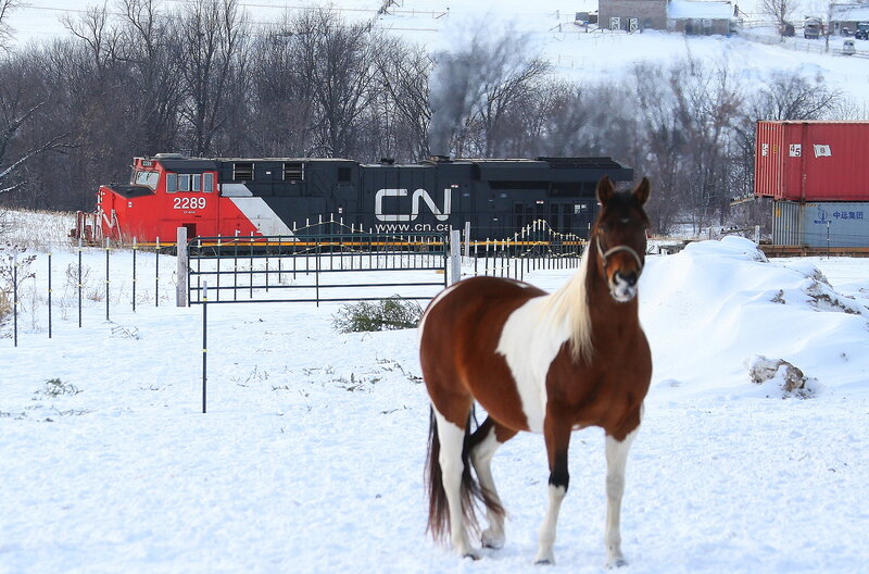 Horse in snow with train