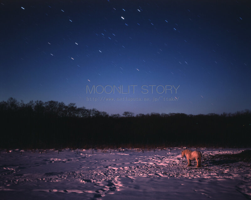 Horse in Snowy Field
