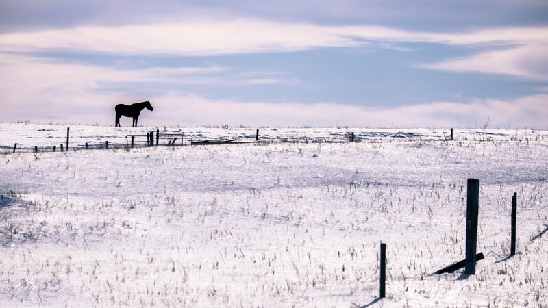 Horse in Snowy Field — White