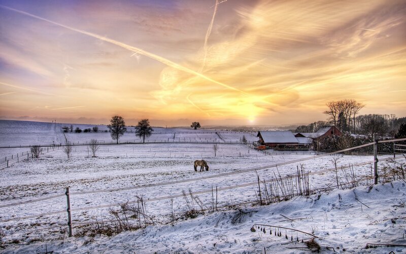 Horse in Snowy Field — Yellow