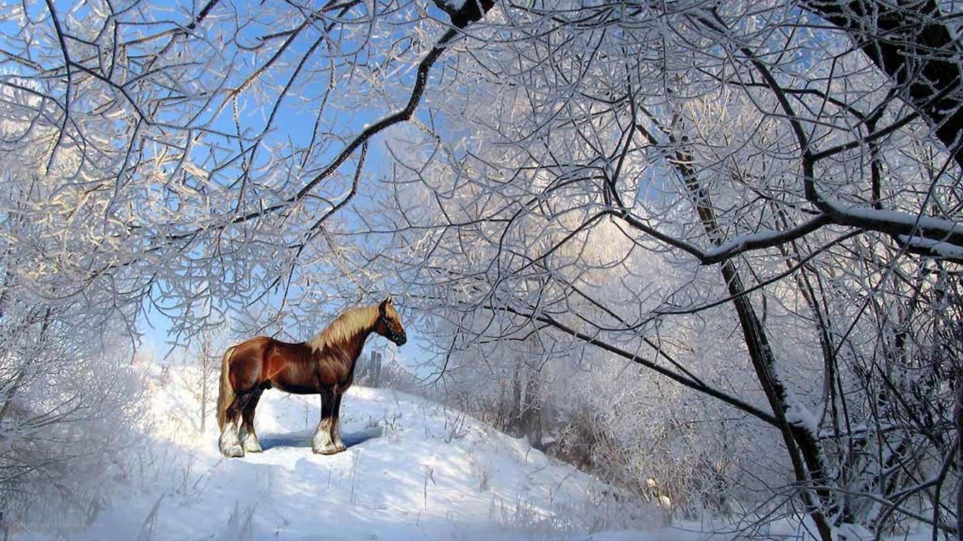 horse in snowy forest