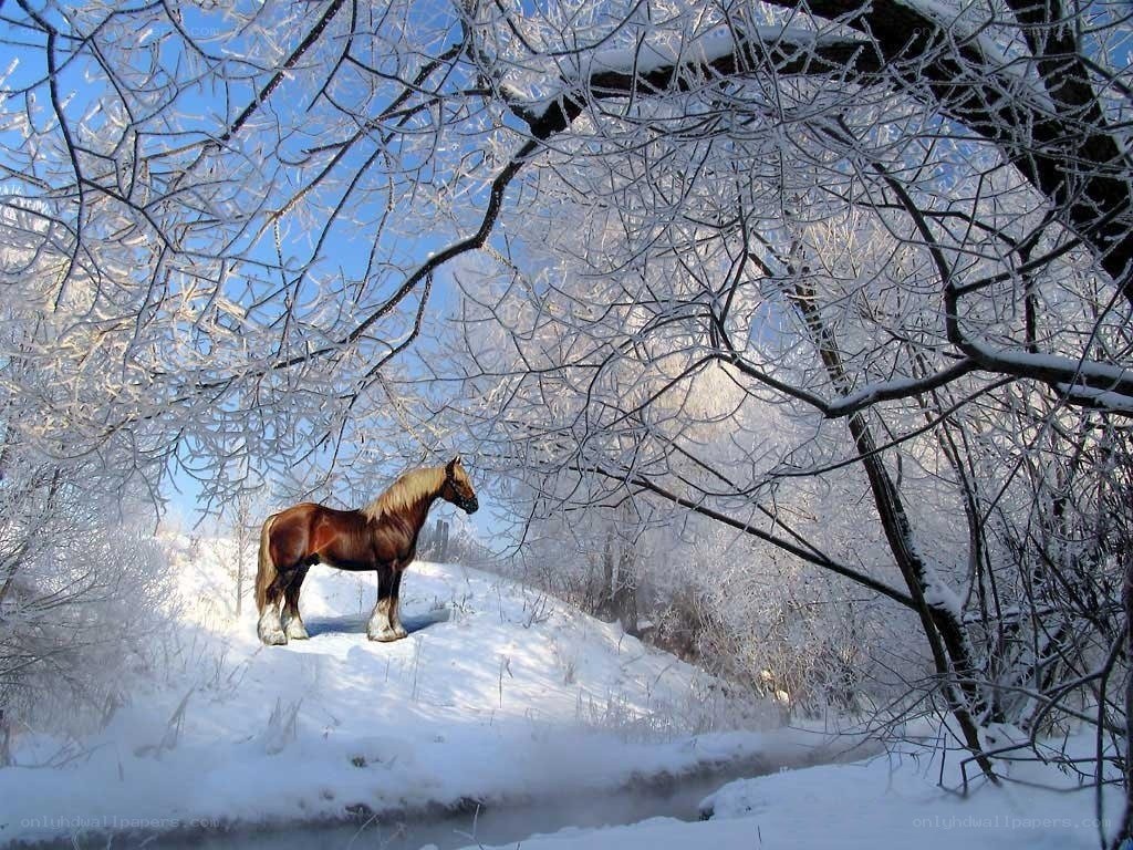 Horse in snowy forest
