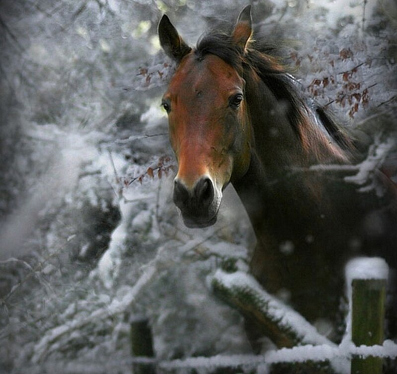 horse in snowy forest